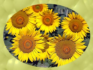 Lust auf ne geile Party mit �lteren Frauen???